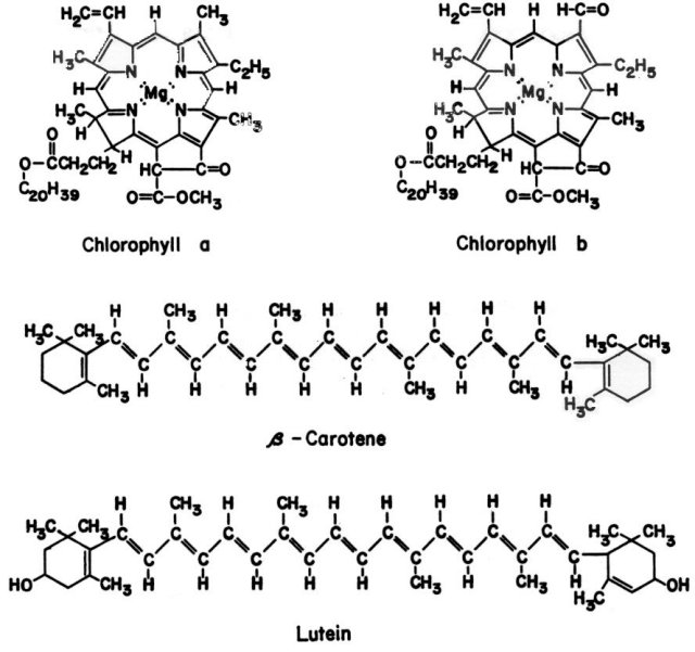 Carotene Structure